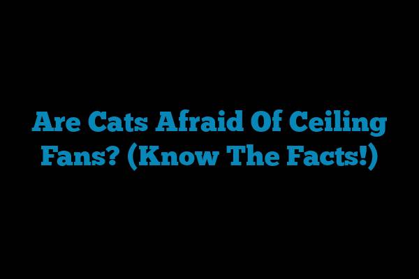 Are Cats Afraid Of Ceiling Fans? (Know The Facts!)